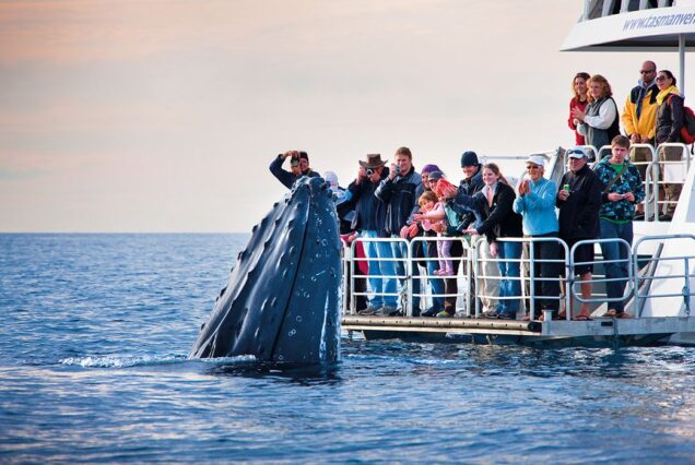 Whale Watching Adventure (Cape Town → Hermanus)